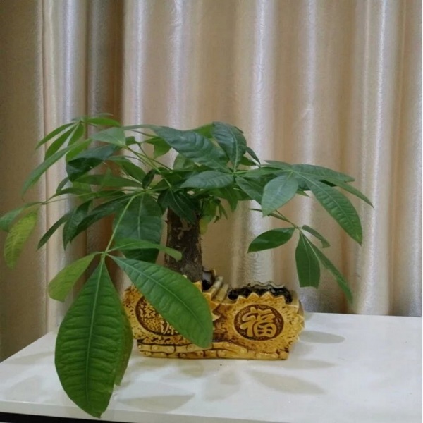 来自恒行5吸塑包装的那抹绿